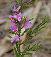 Image of Border Boronia