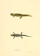 Image of amphibians
