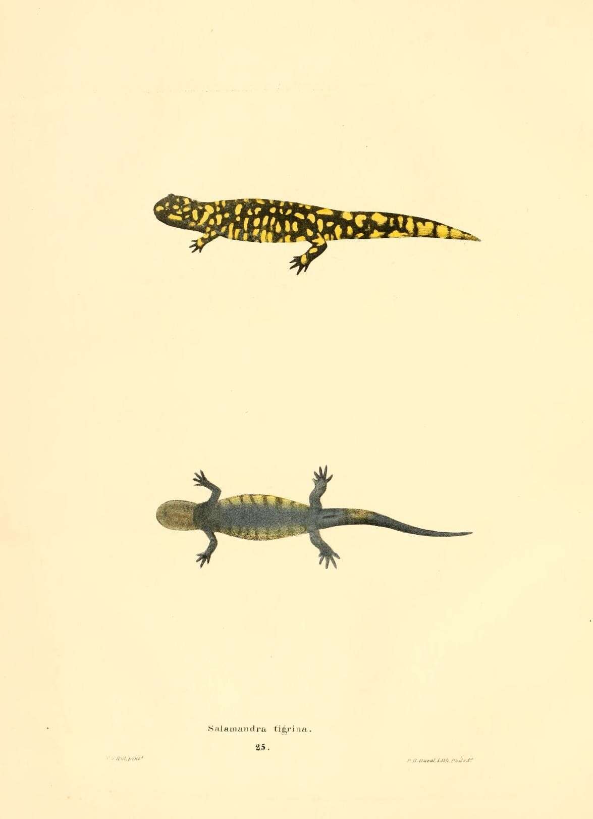 Image of mole salamanders