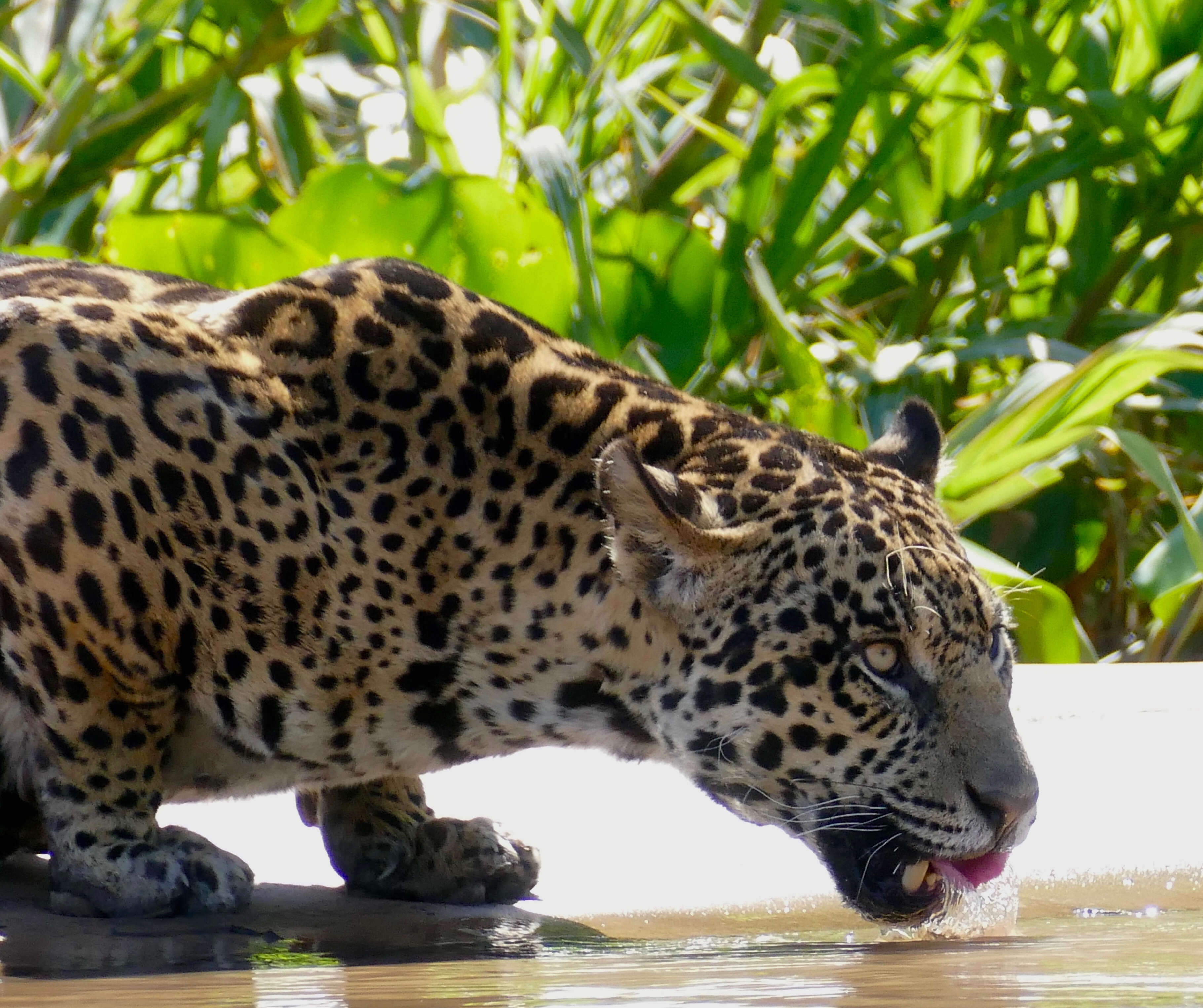 Image of Jaguar