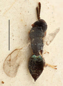 Image of Ablaxia squamifera (Thomson 1878)