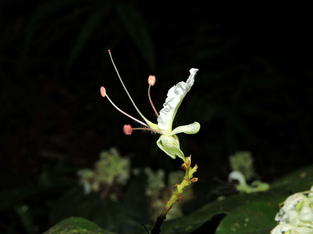 Image of Macrolobium costaricense W. C. Burger