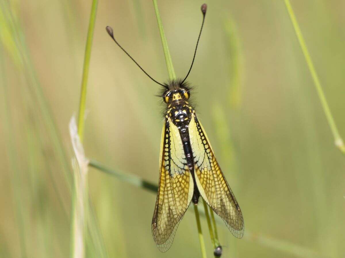 Image of Libelloides cunii (Navás 1901)