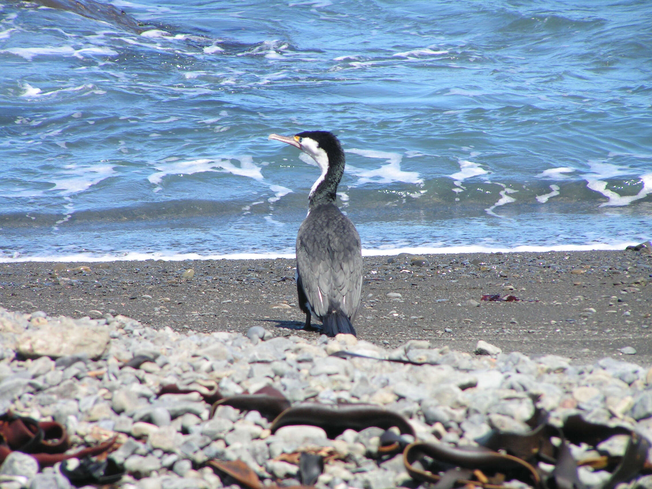 Image of Australian Pied Cormorant