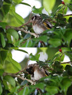 Imagem de Carduelis carduelis parva Tschusi 1901