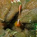 Imagem de Amphiprion sandaracinos Allen 1972