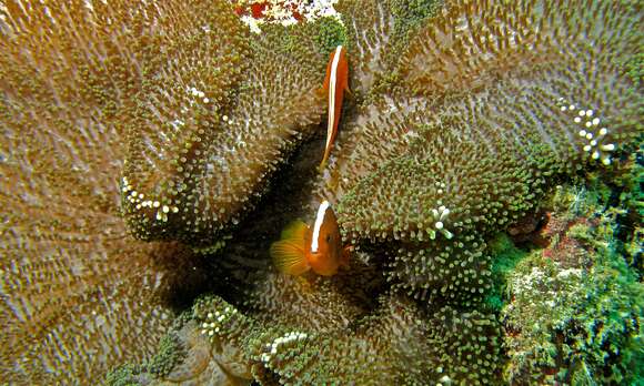 Image of Eastern Skunk Anemonefish