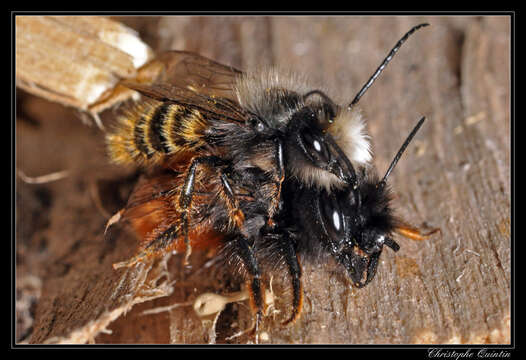 Image of European Orchard Bee
