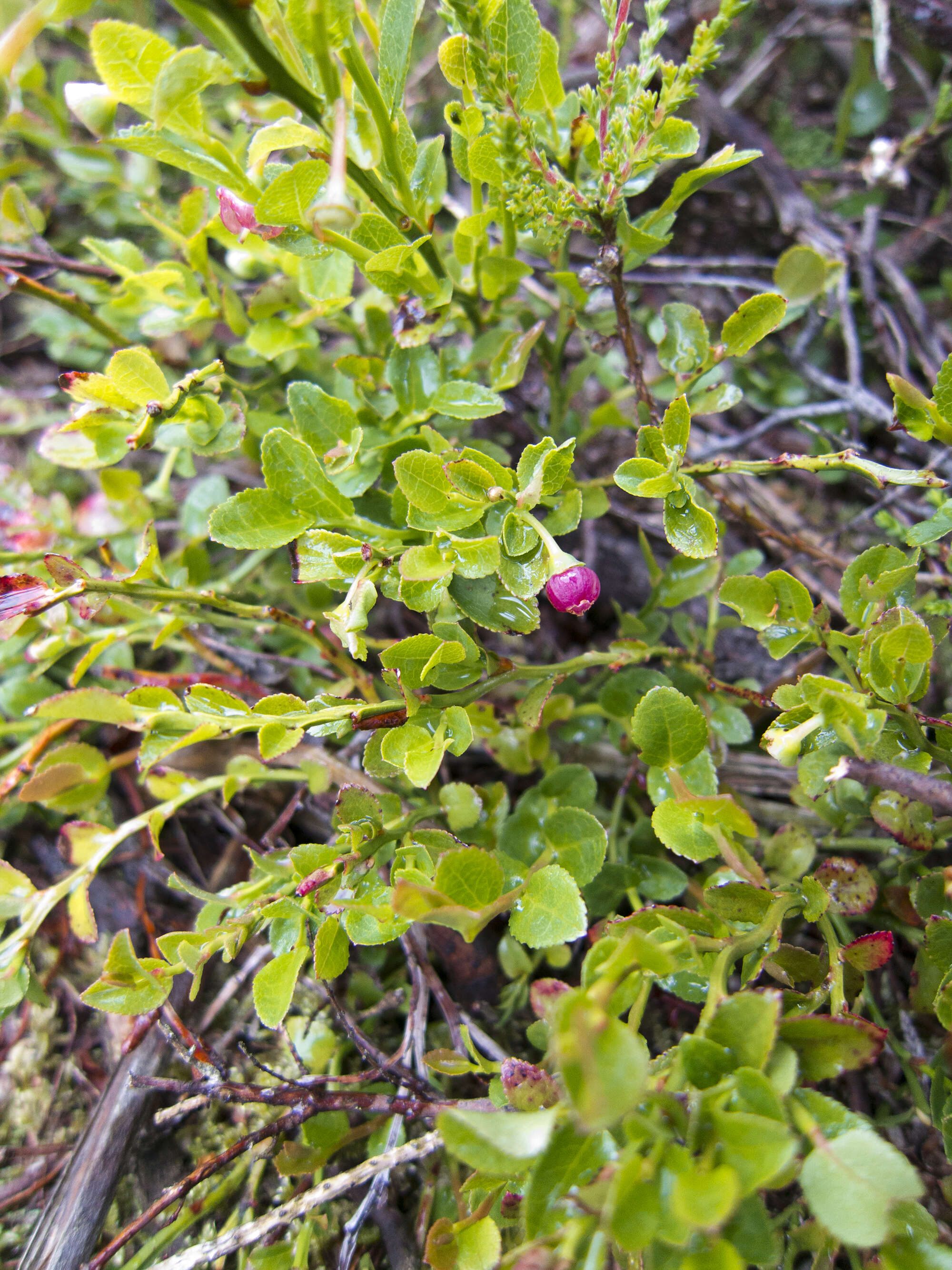 Image of blueberry