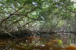 Image of White Mangroves