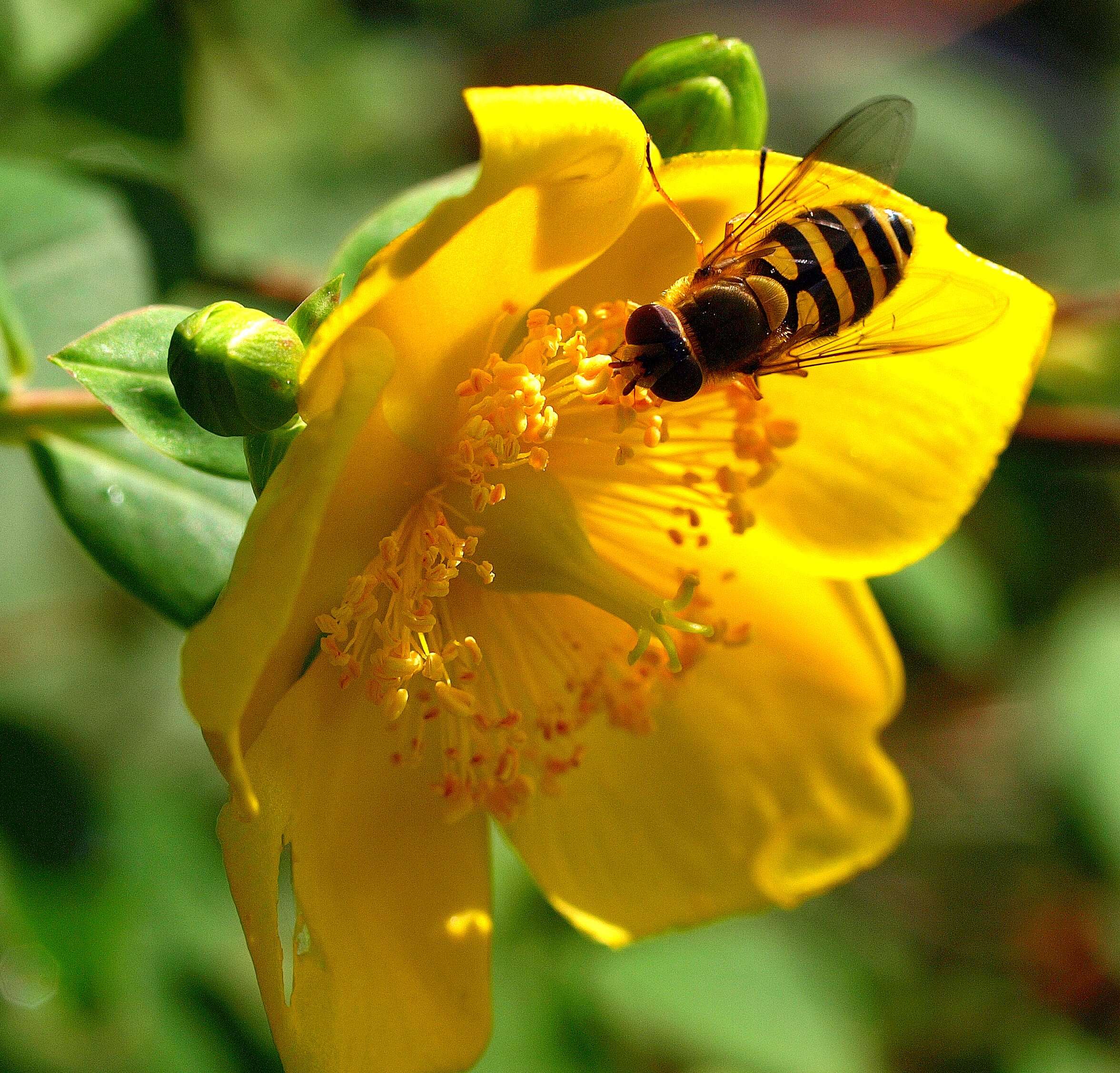 Image of Common Banded Hoverfly