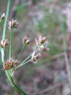 Image of common woodrush