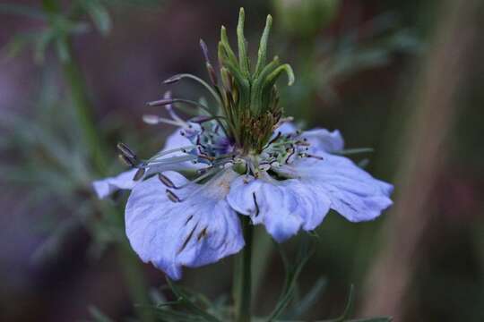 Nigella arvensis L. resmi