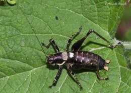 Image of Antaxius