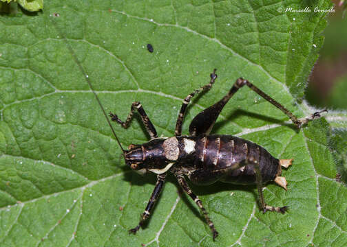 Image of Antaxius (Chopardius) pedestris (Fabricius 1787)