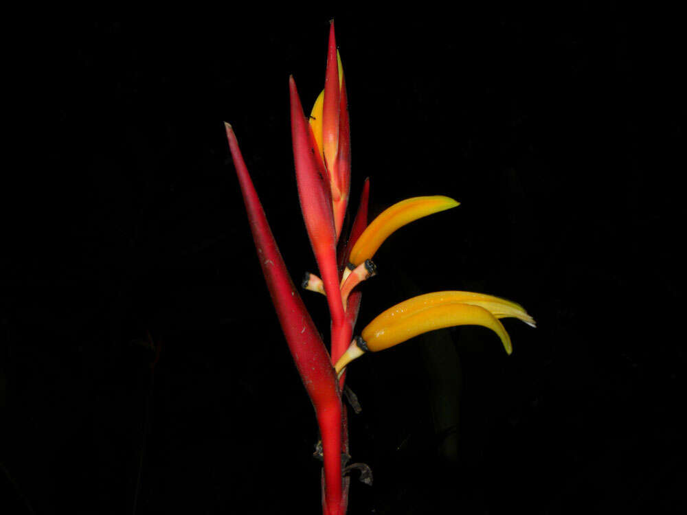 Image of Heliconia osaensis Cufod.