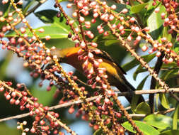 Image of Sarcopera sessiliflora (Triana & Planch.) H. G. Bedell