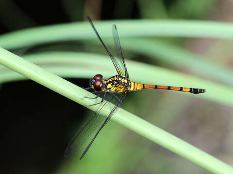 Image of Agrionoptera insignis (Rambur 1842)