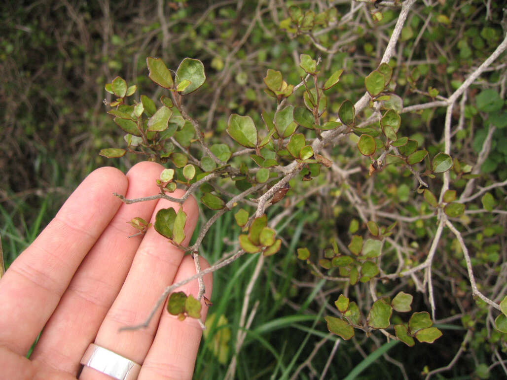 Image of Pennantiaceae