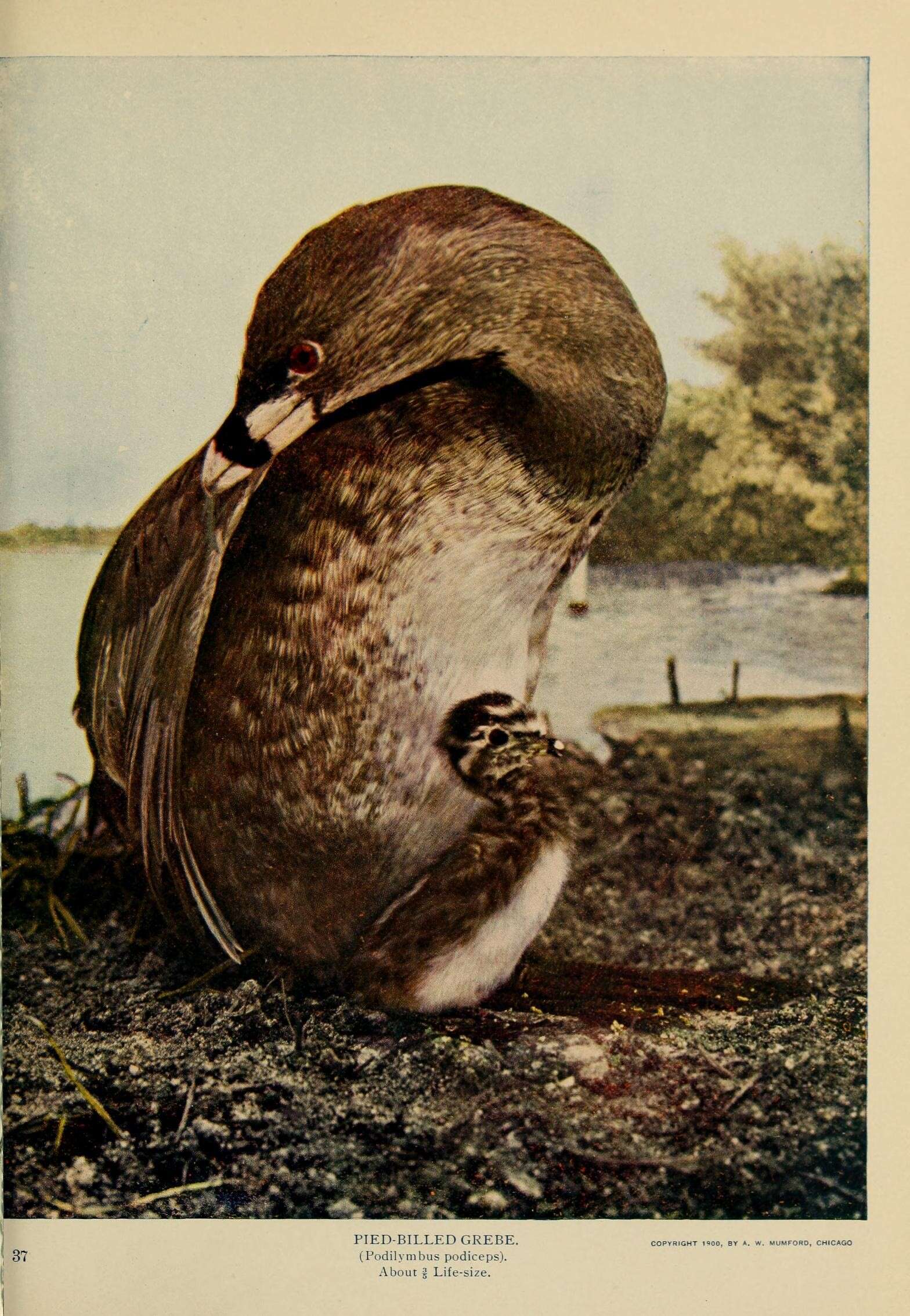 Image of Pied-billed Grebe