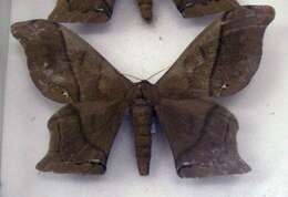 Image of Giant Silk Moth