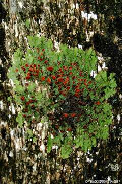 Image of Pseudocyphellaria glabra (Hook. fil. & Taylor) C. W. Dodge