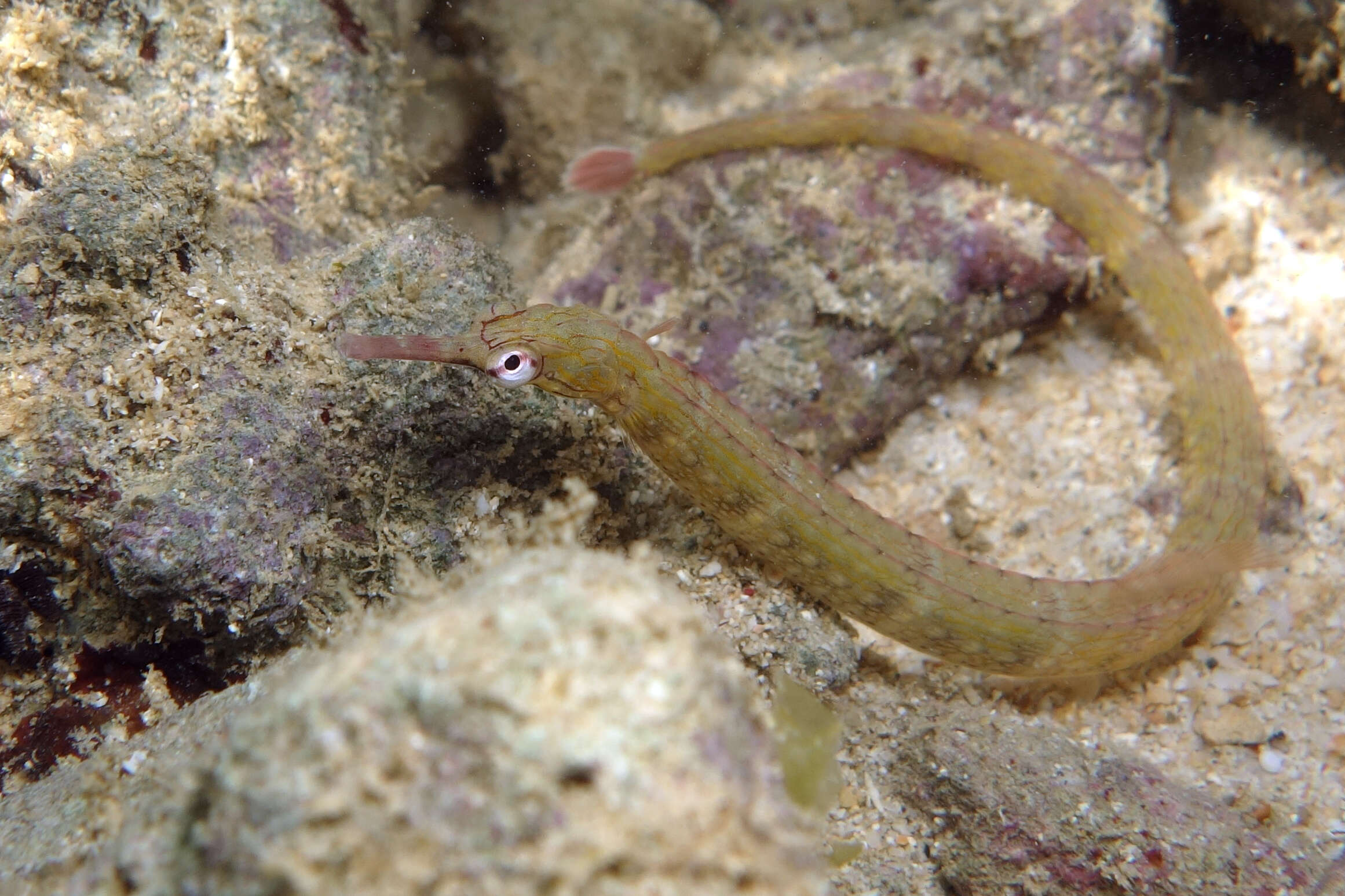 Image of Bloodspot pipefish