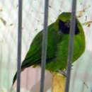 Image of Lesser Green Leafbird