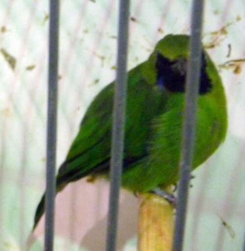 Image of leafbird