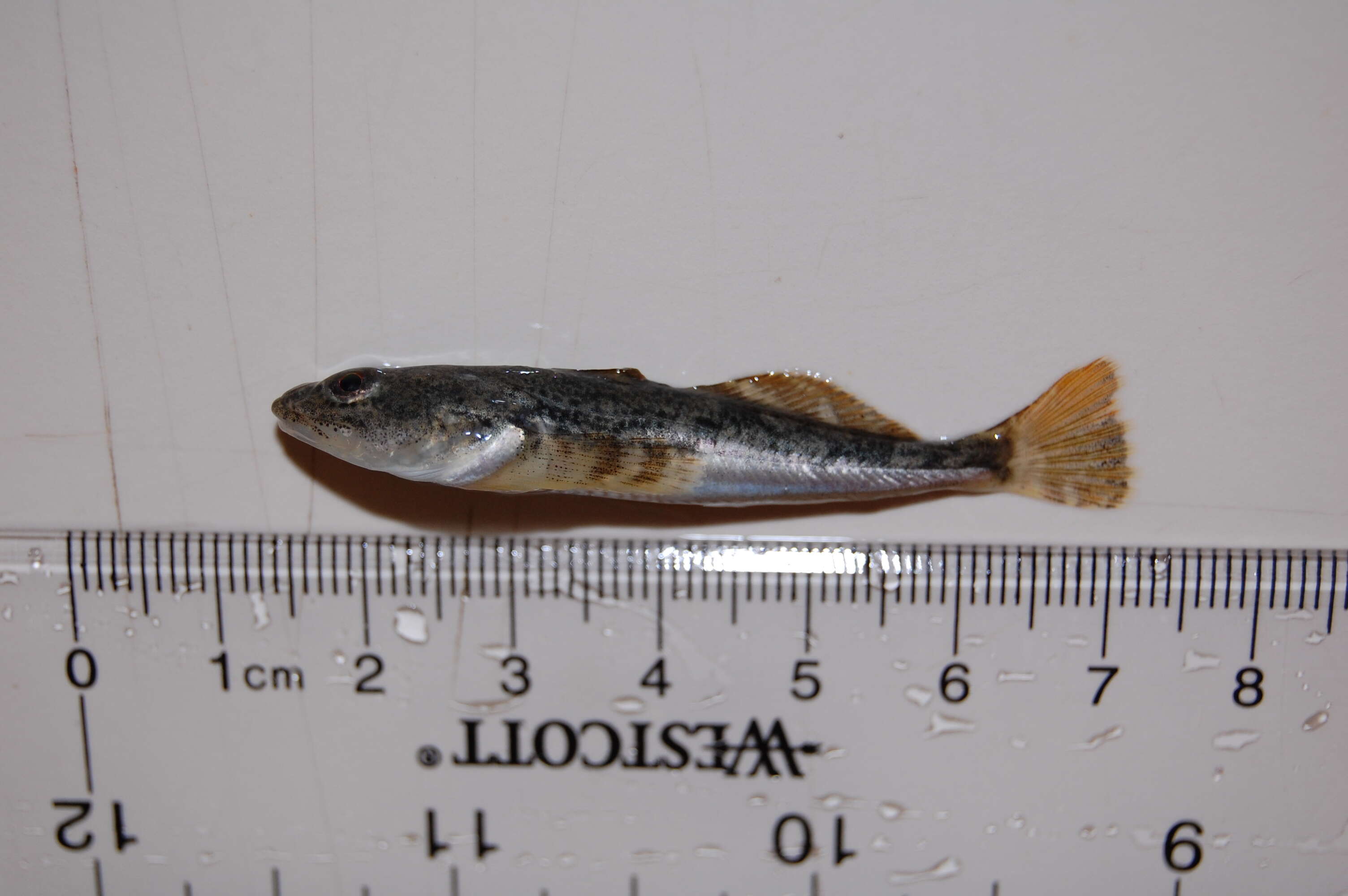 Image of Pacific staghorn sculpins