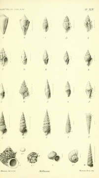 Image of Conus martensi E. A. Smith 1884