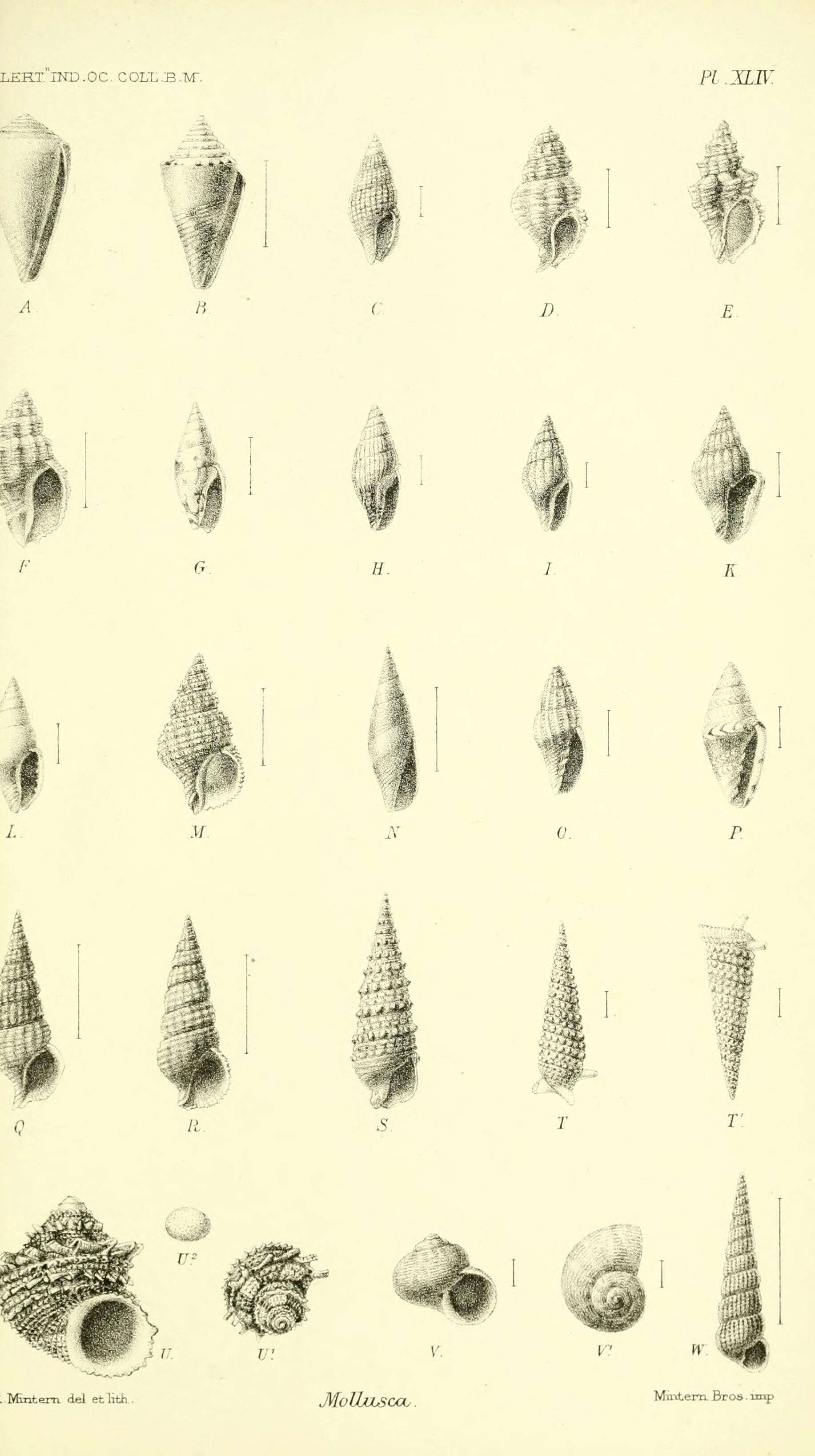 Imagem de Conidae J. Fleming 1822