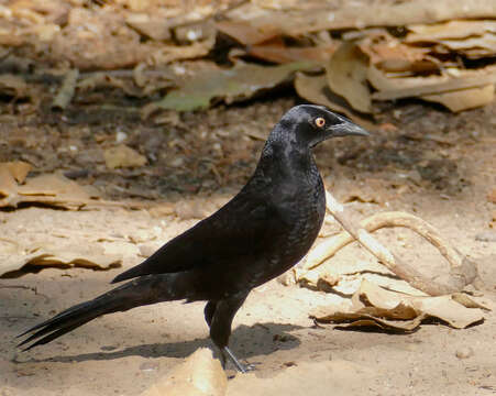 Image of Cowbird