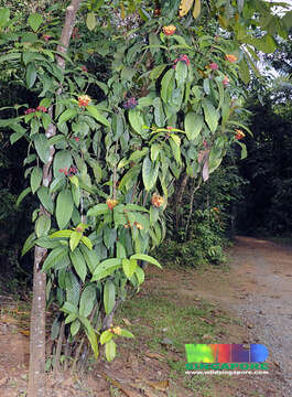 Image of Ixora congesta Roxb.