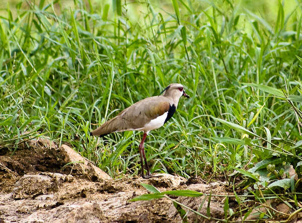 Image of Lapwing