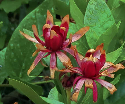 Image of western sweetshrub