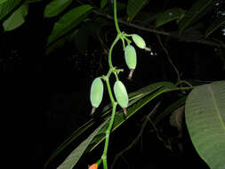 Image of Jungle Cucumber