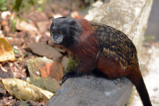 Image of brown-mantled tamarin