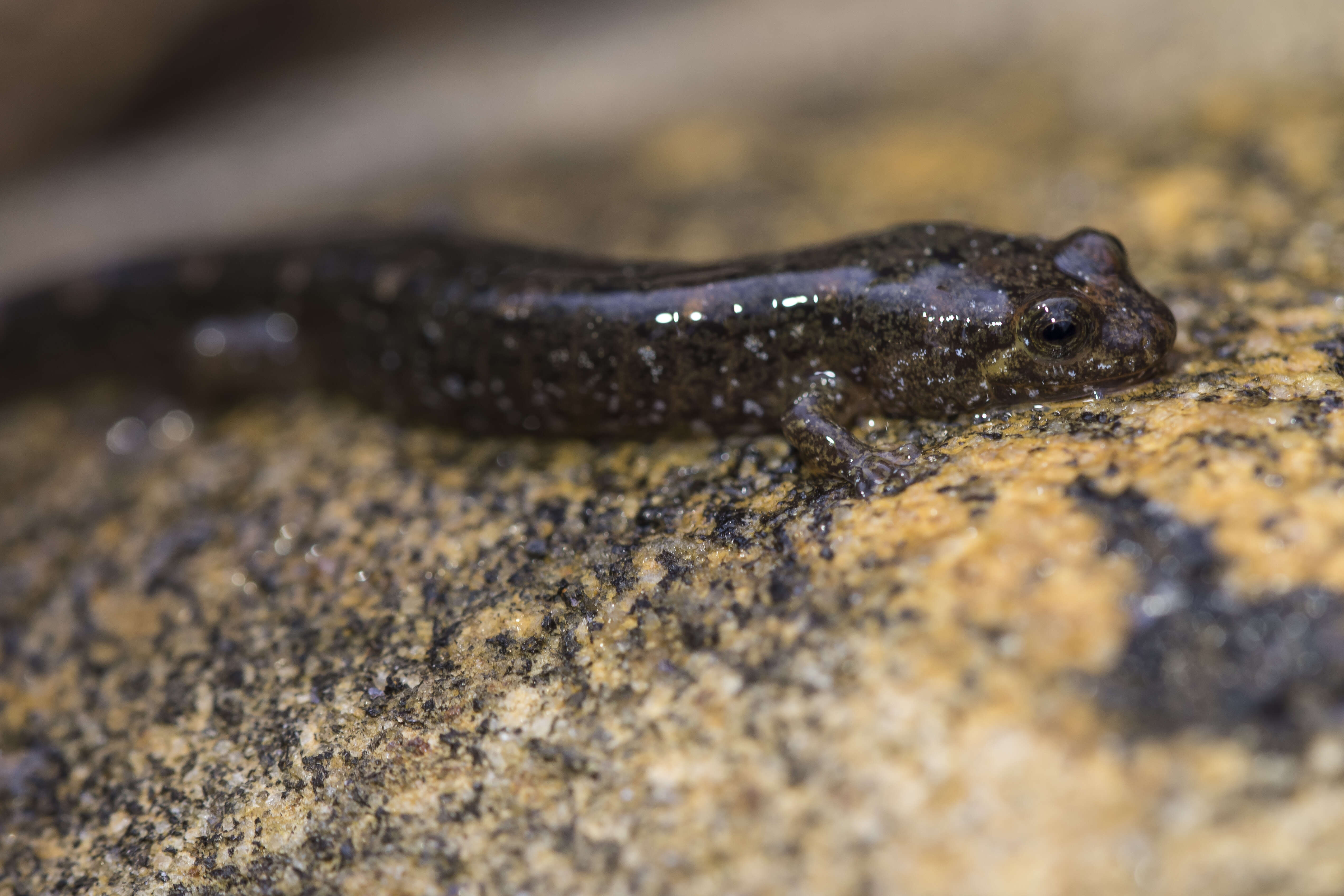 Image of dusky salamanders