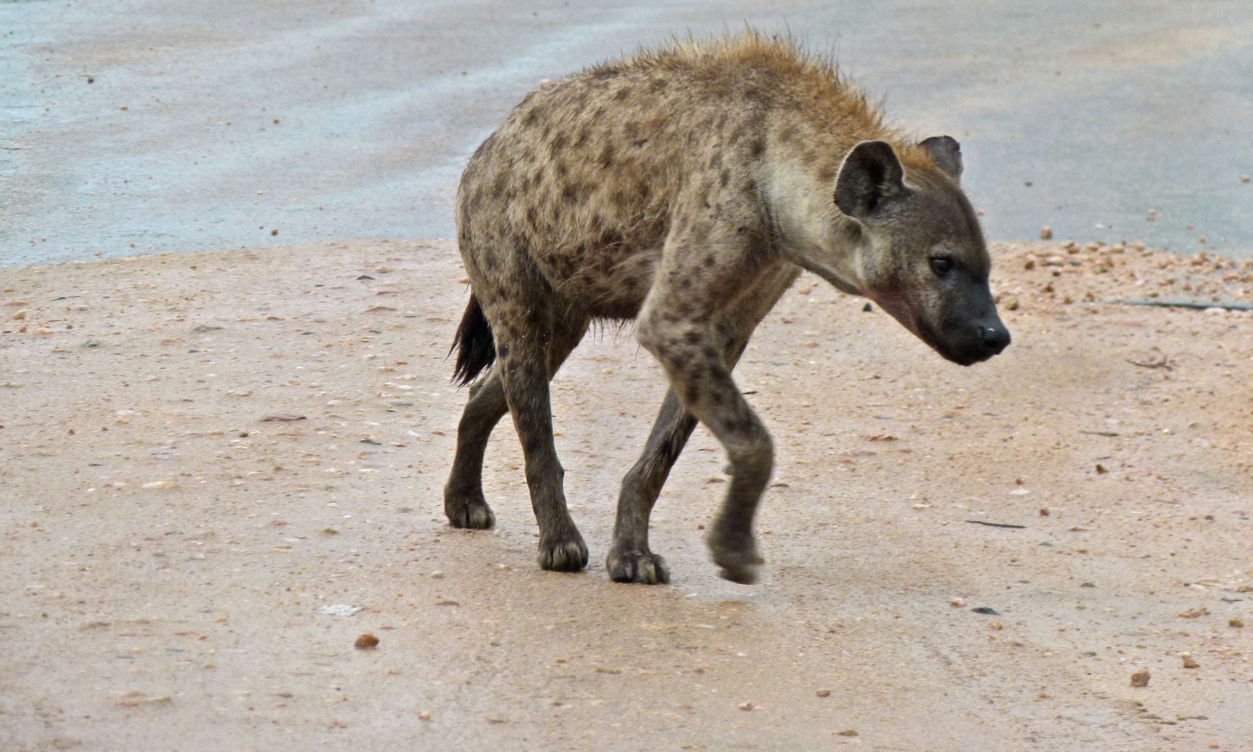 Image of Spotted Hyaenas