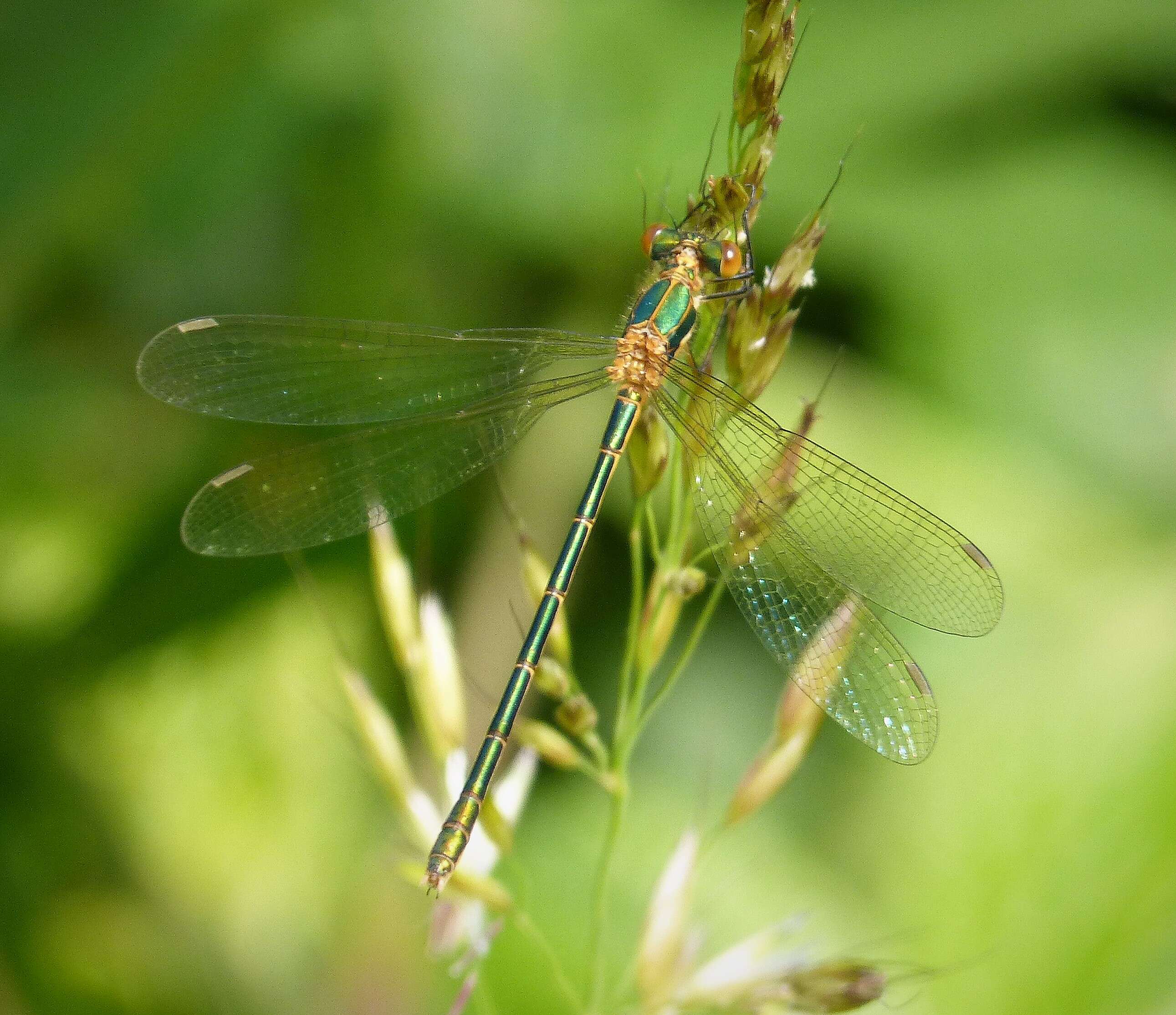 Image of Common Emerald Damselfly