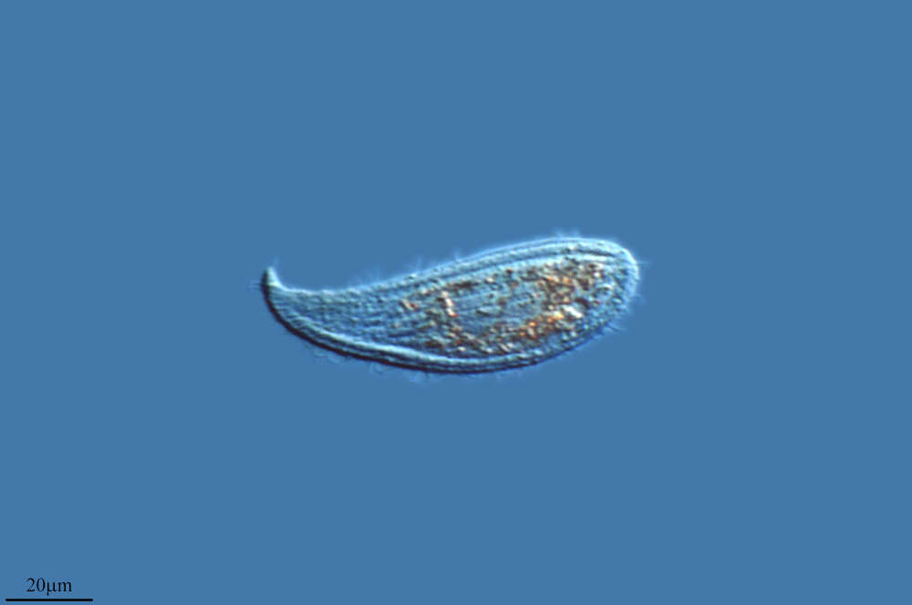 Image of Ciliophora