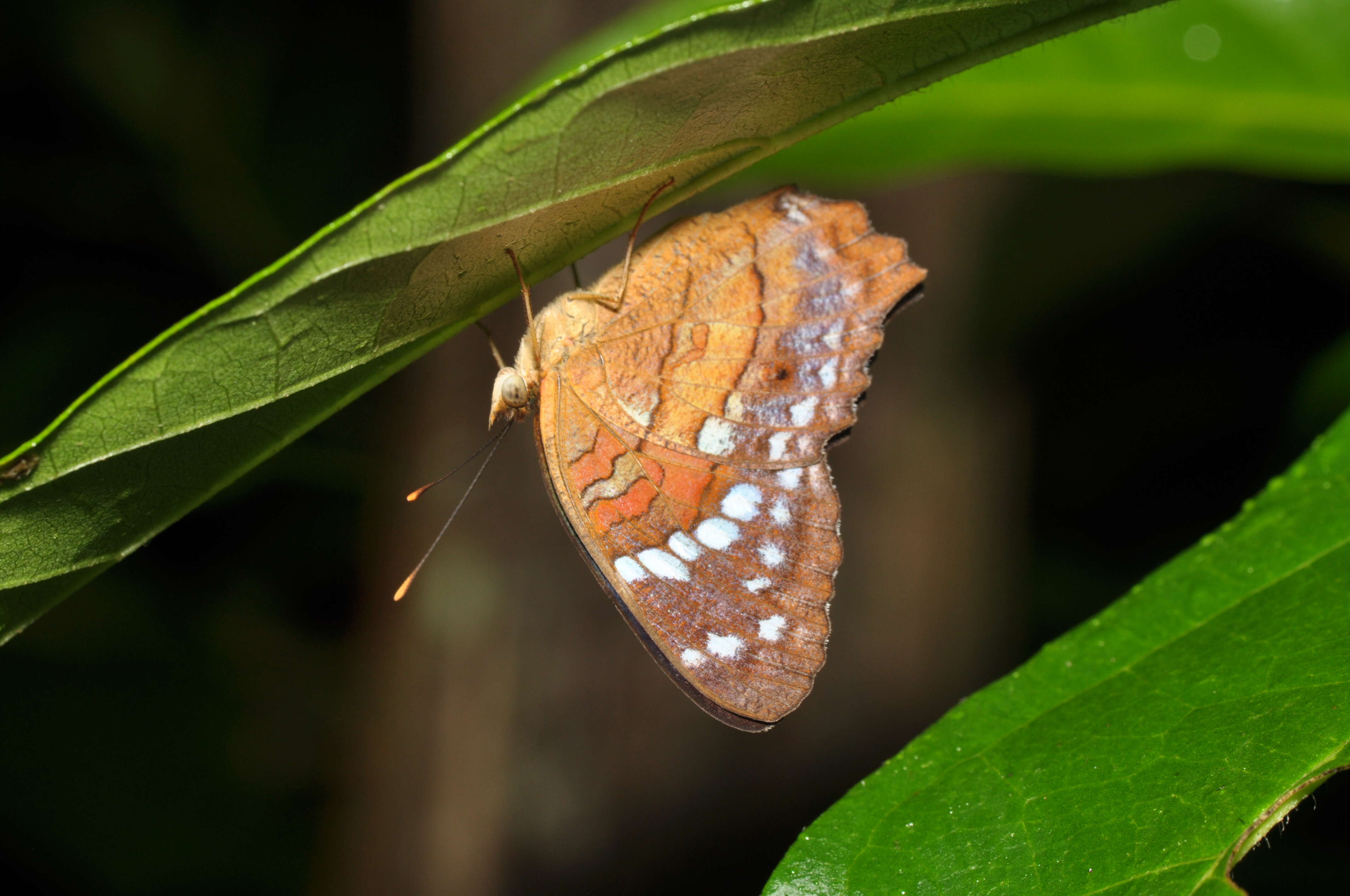 Слика од Anartia amathea Linnaeus 1758