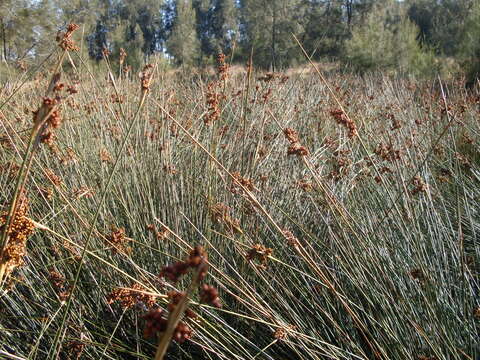 Image of spiny rush