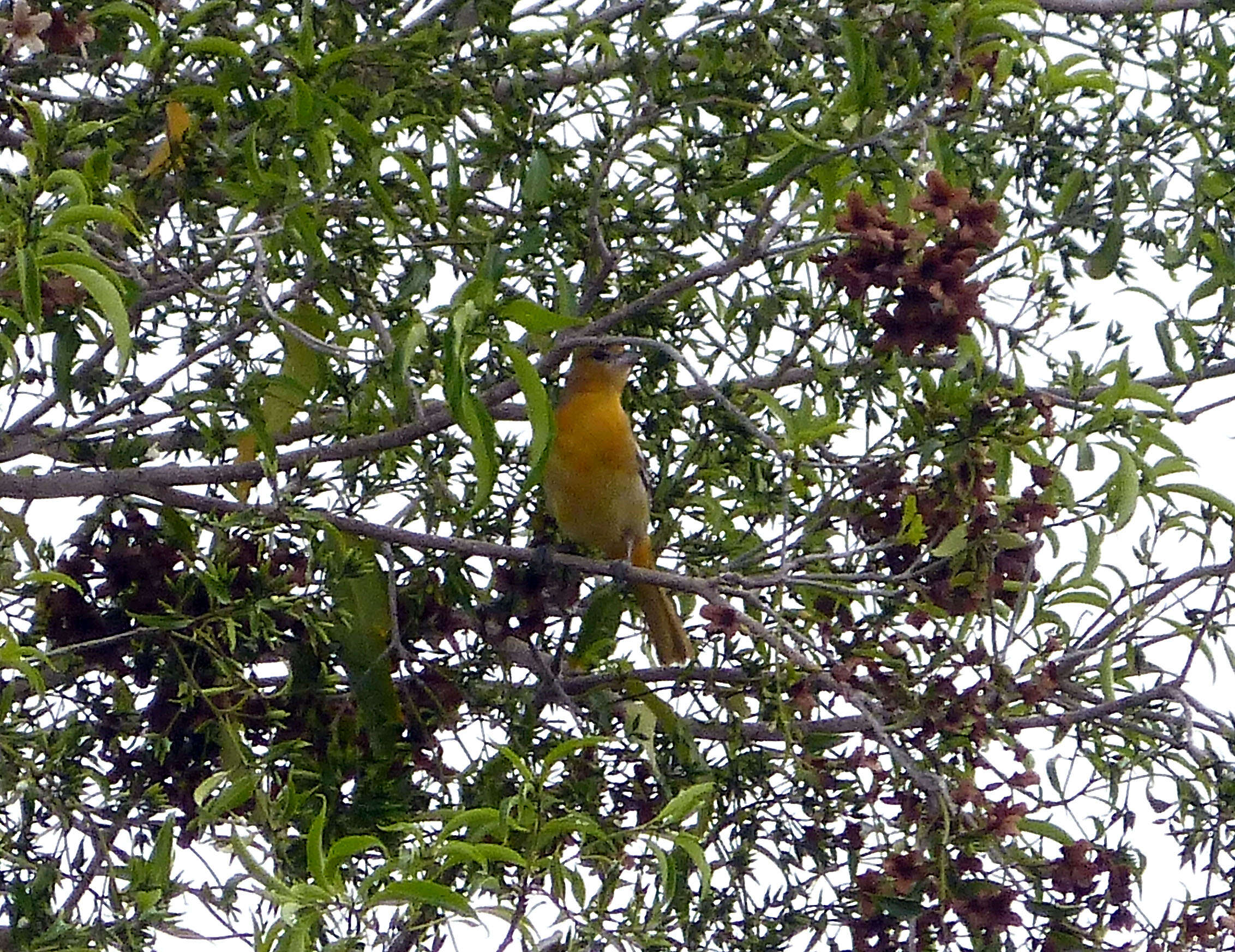 Image of New World orioles