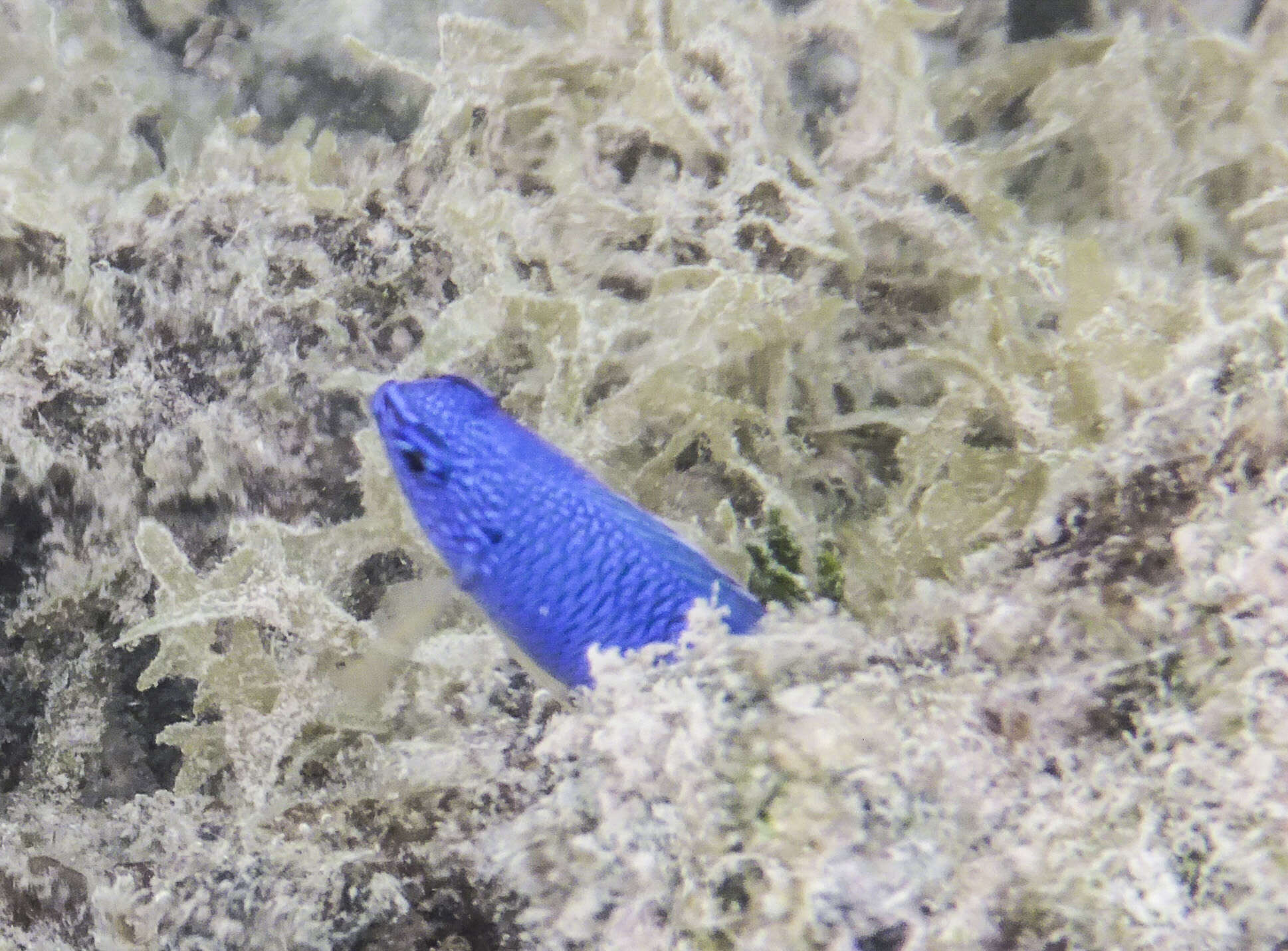 Image of Blue damsel