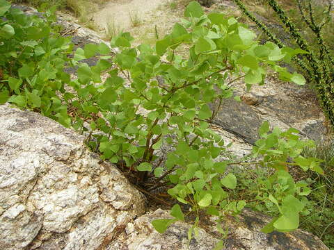 Imagem de Erythrina flabelliformis Kearney