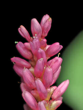 Image of Pinkweeds