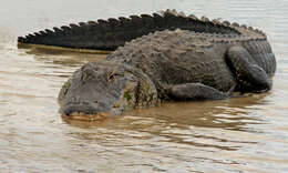 Image of Alligator