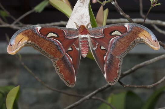 Image de Attacus Linnaeus 1767